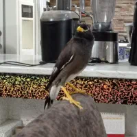 مینا سخنگو خوشگل خاص و کمیاب|پرنده|مشهد, بهاران|دیوار