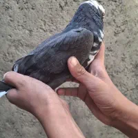 کفتر پلاس|پرنده|قم, آذر (نکویی)|دیوار