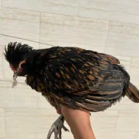 مرغ وخروس|حیوانات مزرعه|گراش, |دیوار