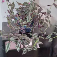 گل همیشه بهار ،حسن یوسف ، عروس و سانسوریا|گل و گیاه طبیعی|محمدیه-قزوین, |دیوار