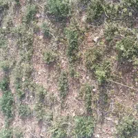 فروش زمین برای ساخت و ساز