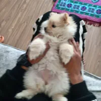 دو عدد توله پامرین خرسی سفید و قهوه ای|سگ|تهران, جمال‌زاده|دیوار