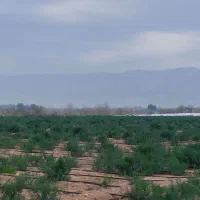 بذر شوید گاوریش|خدمات باغبانی و درختکاری|برازجان, |دیوار