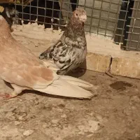 جفت نر پرشی|پرنده|چناران, |دیوار