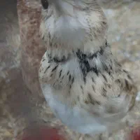 پرنده|پرنده|تربت جام, حافظ|دیوار