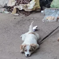 پاکوتا ایشپیتز