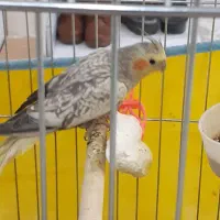 عروس هلندی ماده|پرنده|فردیس, نگارستان|دیوار