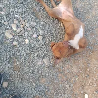 سگ پیتبول نر ماده