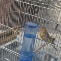 سهره قناری  ایوب رحمتی  پاک پاک|پرنده|ری, شهرک نظامی|دیوار