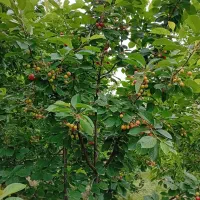 فروش باغ در فیروق (تپه باشی)|فروش زمین و ملک کلنگی|فیرورق, |دیوار