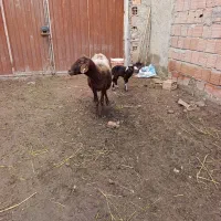 گوسفند با بره نر