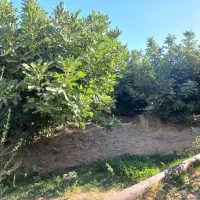 باغ و منزل مسکونی|فروش خانه و ویلا|معمولان, |دیوار