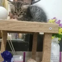 واگذاری بچه گربه های پرشین|گربه|آبادان, |دیوار