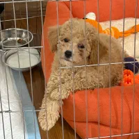 فروش سگ پودل|سگ|کرج, دهقان ویلا|دیوار