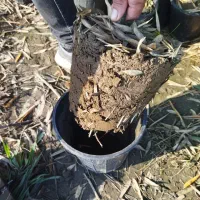 نی خیزران.خیزران|گل و گیاه طبیعی|کلاچای, |دیوار