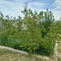 باغ-500-متر-باغمعروف-خ-ورزش-بر-جاده-دولت