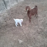 بز جوان شکم دوم