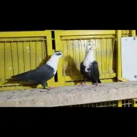 کبوترمخمل سیاه
