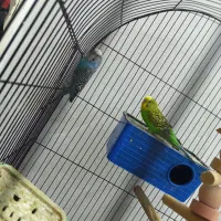 مرغ عشق|پرنده|بومهن, |دیوار