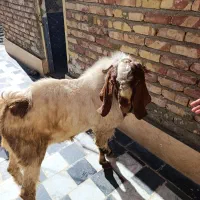 بز پاچن|حیوانات مزرعه|زاهدان, |دیوار