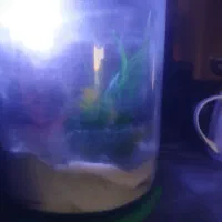 آکواریوم استوانه ای فروش فوری بدلیل کمبودجا|ماهی|کنارک, |دیوار