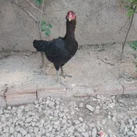 مرغ لاری