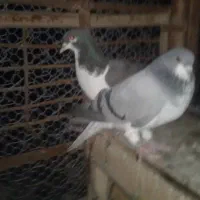 یک جفت کبوتر شهری سبز