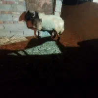 فروش گوسفند