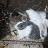 خرگوش|موش و خرگوش|لوشان, |دیوار