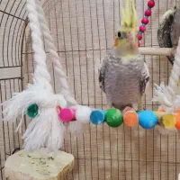 فروش سه عدد عروس هلندی