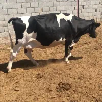 گاو اصیل هلشتاین