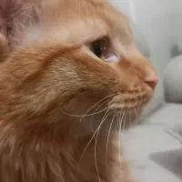 گربه بریتش نر11ماهه