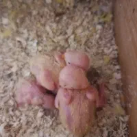 طوطی برزیلی اوپال سر نارنجی|پرنده|تهران, سلسبیل جنوبی|دیوار