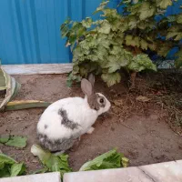 یک عدد خرگوش