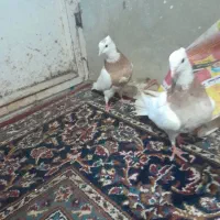 یه جفت طوقی نروماده و یه خال قهوه ای نر