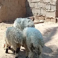 ۳عدد بره نر شیر مست
