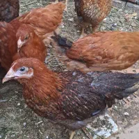 مرغ و جوجه محلی