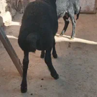 بره نر فروشی|حیوانات مزرعه|شاهین دژ, |دیوار