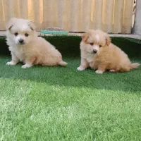 واگذاری سگ پامر روباهی