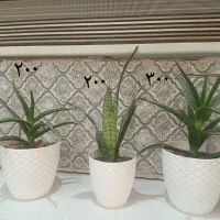 گل‌های طبیعی شیک همراه با قیمت درج شده