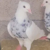 چند جفت طوقی نر