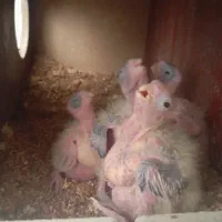 عروس هلندی جفت مولد تضمینی باجوجه