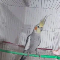 عروس هلندی نر ۸ ماهه|پرنده|مشهد, توس فردوسی|دیوار