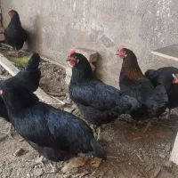 مرغ سیاه تخمی