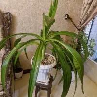گل اشک ملکه سر حال و سالم