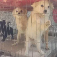 سگ پاکوتاه پامریین شناسنامهدار|سگ|زنجان, |دیوار