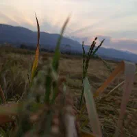 برنج کامفیروزی|خوردنی و آشامیدنی|کامفیروز, |دیوار