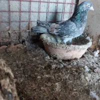 کبوترای پرشی خوش سو بپر ساعتی|پرنده|ساری, |دیوار