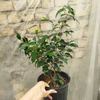 انواع گل بنجامین ابلق بلک لیمویی در چند سایز|گل و گیاه طبیعی|مرودشت, استادیوم‎|دیوار