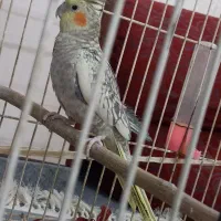 یک جفت عروس هلندی|پرنده|خمینی‌شهر, |دیوار